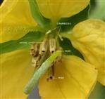  Stamens